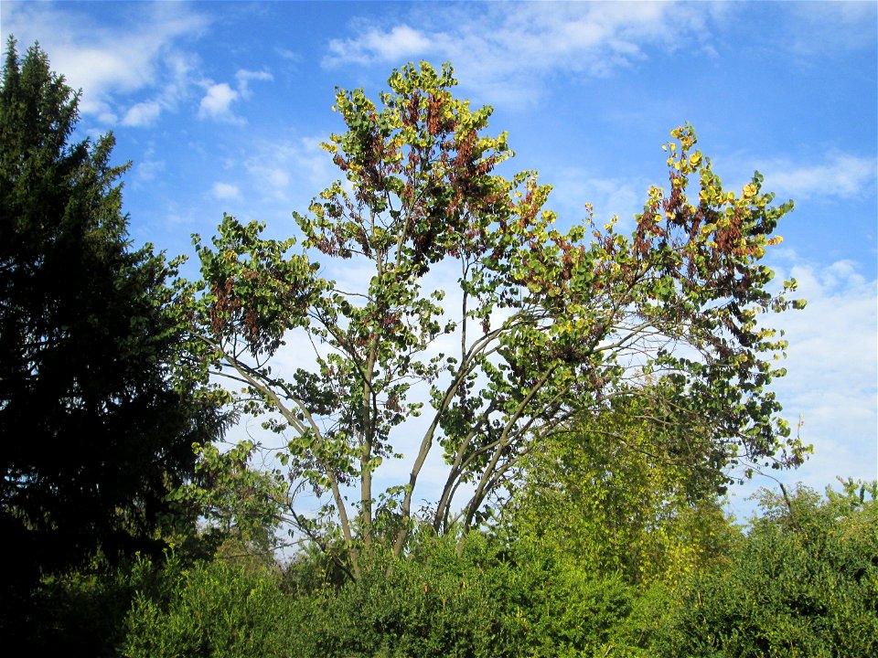Gewöhnlicher Judasbaum (Cercis siliquastrum) im Moscheegarten Schwetzingen - ursprünglich aus Südeuropa und Vorderasien