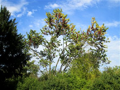 Gewöhnlicher Judasbaum (Cercis siliquastrum) im Moscheegarten Schwetzingen - ursprünglich aus Südeuropa und Vorderasien