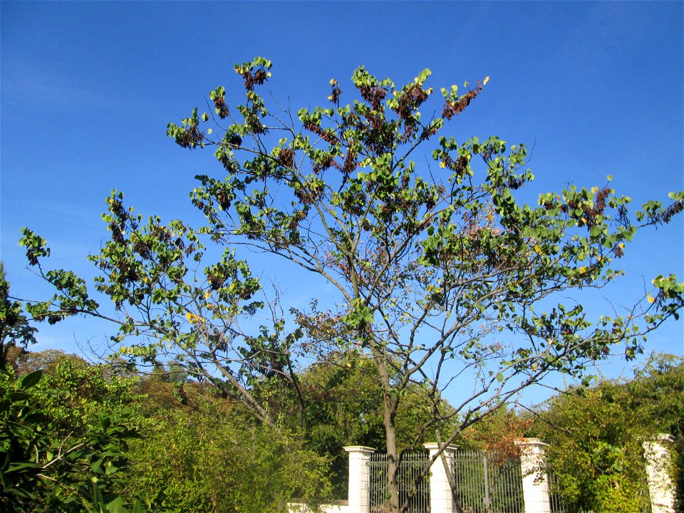 Gewöhnlicher Judasbaum (Cercis siliquastrum) im Moscheegarten Schwetzingen - ursprünglich aus Südeuropa und Vorderasien