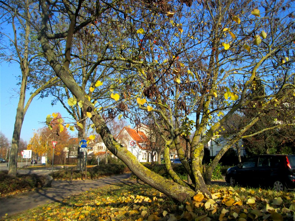 Gewöhnlicher Judasbaum (Cercis siliquastrum) in Hockenheim