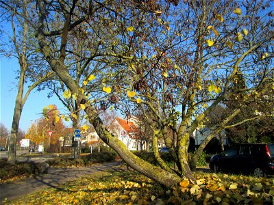 Gewöhnlicher Judasbaum (Cercis siliquastrum) in Hockenheim