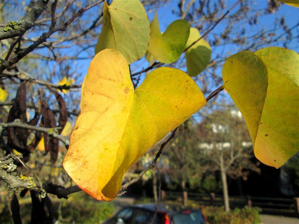 Gewöhnlicher Judasbaum (Cercis siliquastrum) in Hockenheim