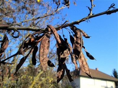 Gewöhnlicher Judasbaum (Cercis siliquastrum) in Hockenheim
