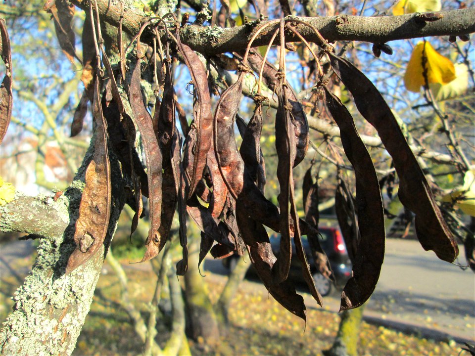 Gewöhnlicher Judasbaum (Cercis siliquastrum) in Hockenheim