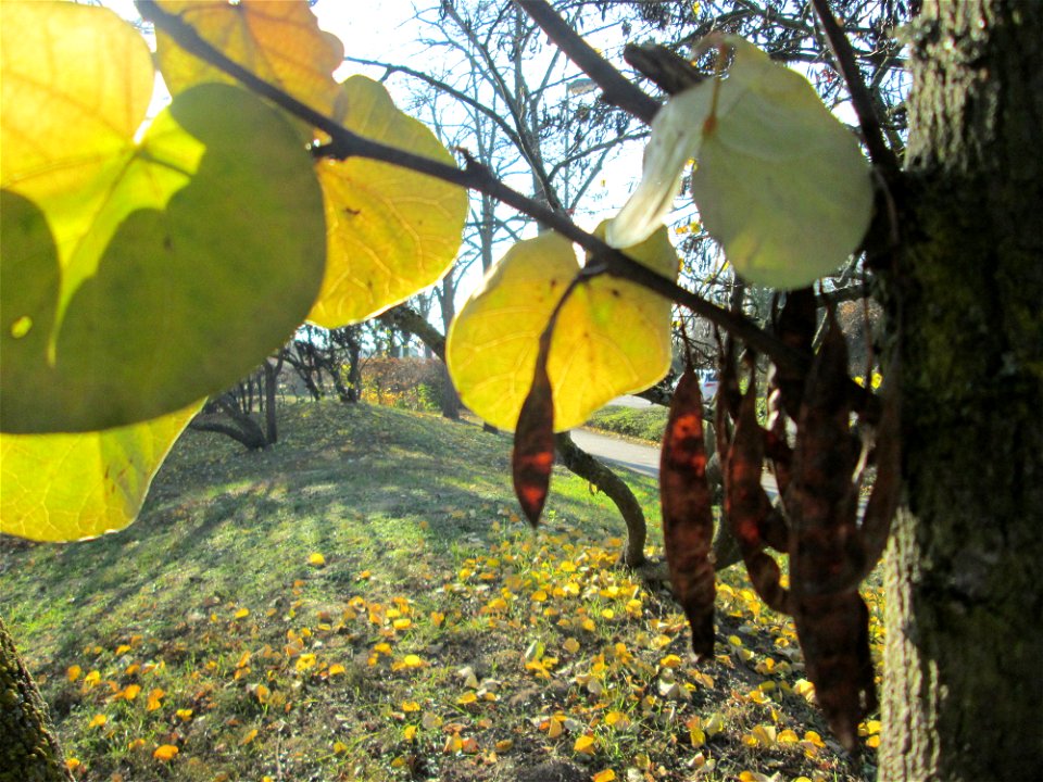 Gewöhnlicher Judasbaum (Cercis siliquastrum) in Hockenheim
