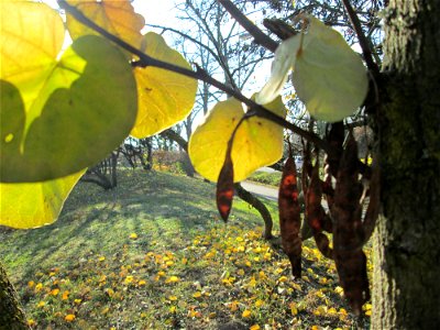 Gewöhnlicher Judasbaum (Cercis siliquastrum) in Hockenheim
