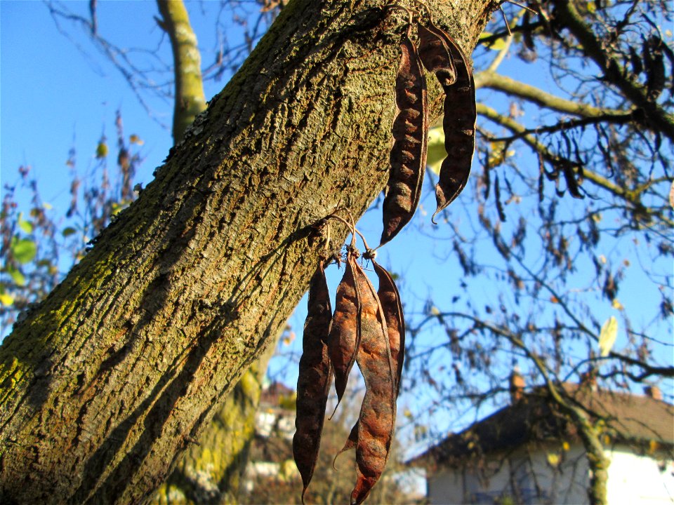 Gewöhnlicher Judasbaum (Cercis siliquastrum) in Hockenheim - Ursprung: Mittelmeerraum und Vorderasien