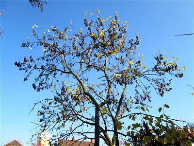 Gewöhnlicher Judasbaum (Cercis siliquastrum) in Hockenheim