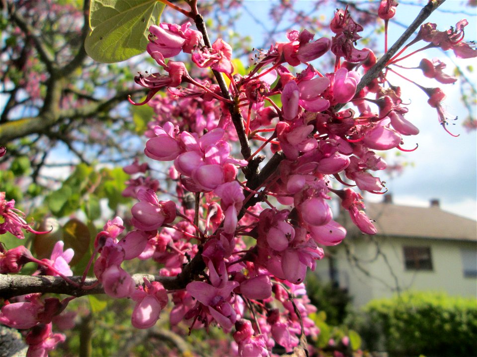 Gewöhnlicher Judasbaum (Cercis siliquastrum) in Hockenheim - ursprünglich aus Südeuropa sowie Vorderasien - der Name Judasbaum gründet in der Legende, Judas Ischariot habe sich an einem solchen Baum e