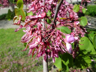 Gewöhnlicher Judasbaum (Cercis siliquastrum) in Hockenheim - ursprünglich aus Südeuropa sowie Vorderasien - der Name Judasbaum gründet in der Legende, Judas Ischariot habe sich an einem solchen Baum e