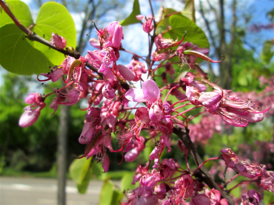 Gewöhnlicher Judasbaum (Cercis siliquastrum) in Hockenheim - ursprünglich aus Südeuropa sowie Vorderasien - der Name Judasbaum gründet in der Legende, Judas Ischariot habe sich an einem solchen Baum e