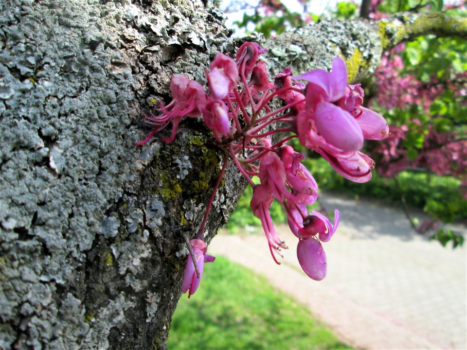 Gewöhnlicher Judasbaum (Cercis siliquastrum) in Hockenheim - ursprünglich aus Südeuropa sowie Vorderasien - der Name Judasbaum gründet in der Legende, Judas Ischariot habe sich an einem solchen Baum e