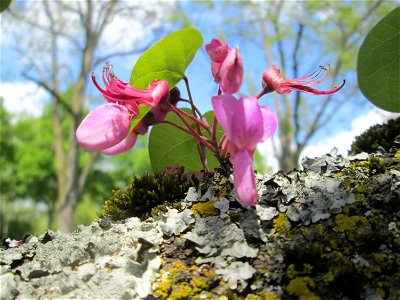 Gewöhnlicher Judasbaum (Cercis siliquastrum) in Hockenheim - ursprünglich aus Südeuropa sowie Vorderasien - die Blüten entspringen teilweise direkt aus dem Stamm - der Name Judasbaum gründet in der Le