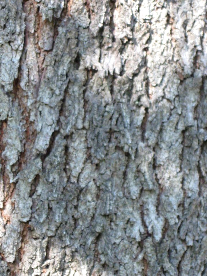 Corteccia di un esemplare di Albero di Giuda maturo