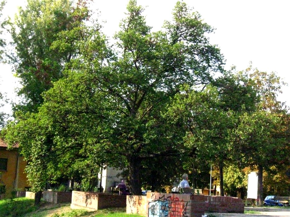 Albero di Giuda in veste estiva