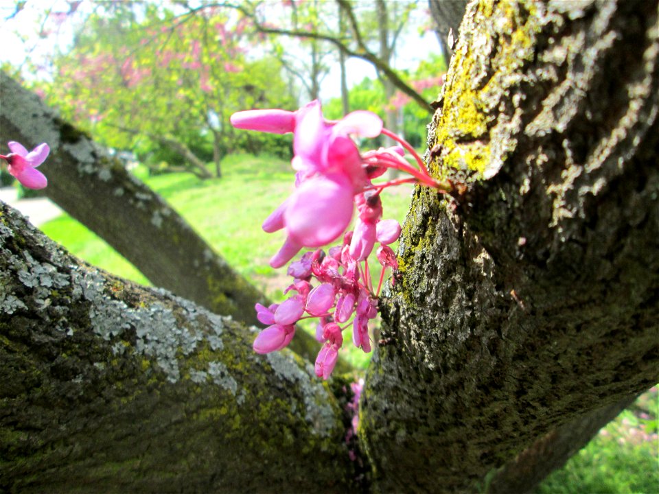 Gewöhnlicher Judasbaum (Cercis siliquastrum) in Hockenheim - ursprünglich aus Südeuropa sowie Vorderasien - die Blüten entspringen teilweise direkt aus dem Stamm - der Name Judasbaum gründet in der Le