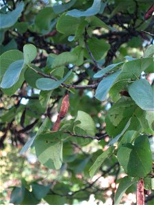 Foglie e frutti maturi di Albero di Giuda