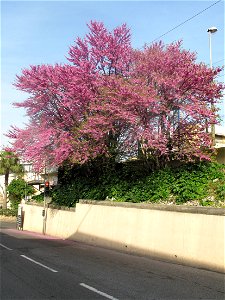 Judas tree in a street near the station of Carnoles (Alpes-Maritimes, France).
