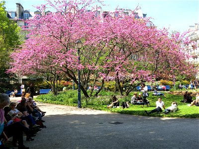 Judas tree in the park of the tour Saint-Jacques (Paris, France).