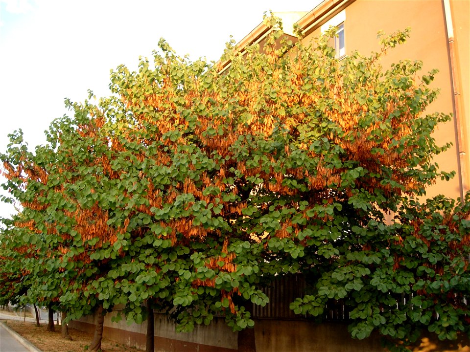 Foto scattata in Sardegna durante l'estate

Photo taken in Sardinia during summertime.--Sirbone72 15:17, 23 December 2005 (UTC)