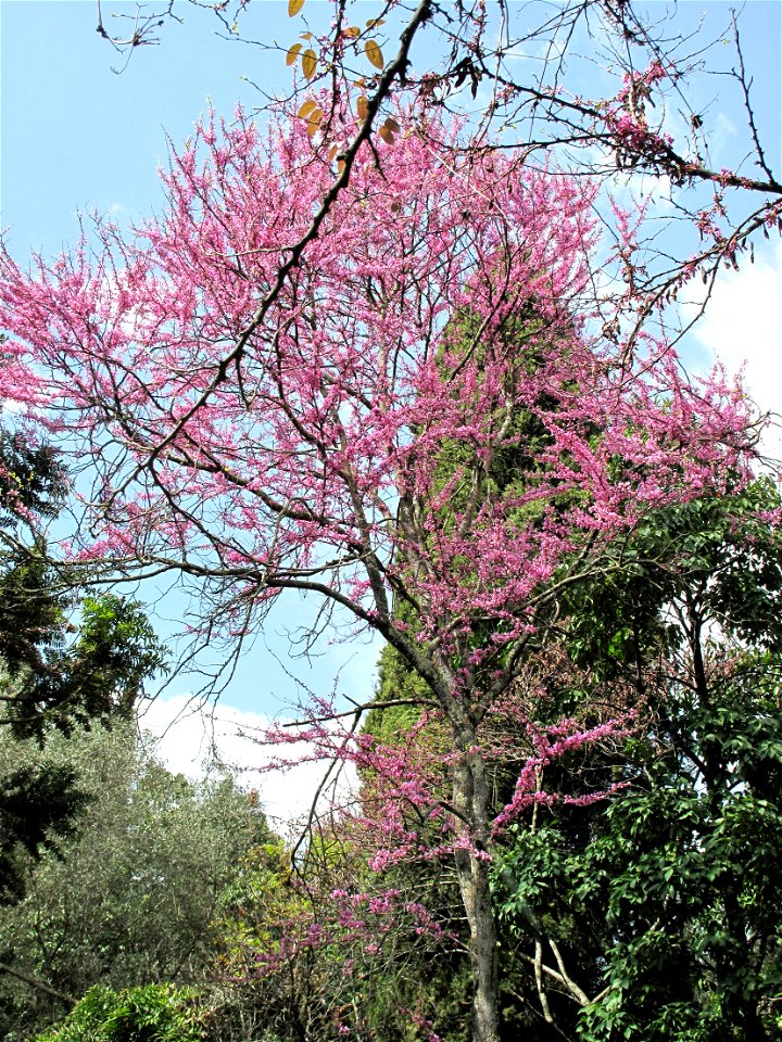 Judas tree of the jardin des Serres de la Madone in Menton (Alpes-Maritimes, France).