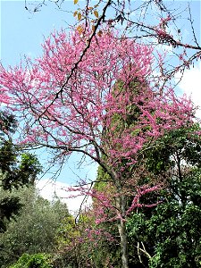 Judas tree of the jardin des Serres de la Madone in Menton (Alpes-Maritimes, France).