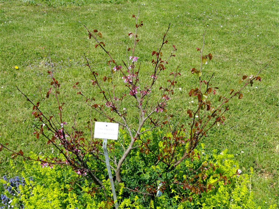 Cercis siliquastrum specimen in the Botanischer Garten München-Nymphenburg, Munich, Germany.