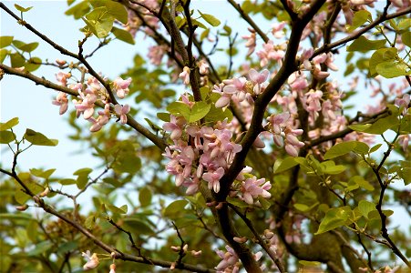Flowers of cercis siliquastrum. Photo taken in Belgium.