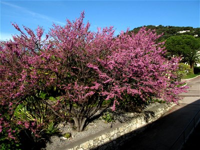 Cercis siliquastrum in Roquebrune, France photo