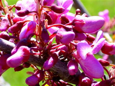 Cercis siliquastrum  flowers close up, Dehesa Boyal de Puertollano, Spain