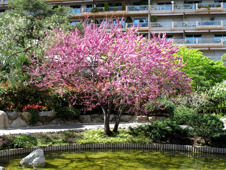 Judas tree (Cercis siliquastrum) in the japanese garden of Monaco