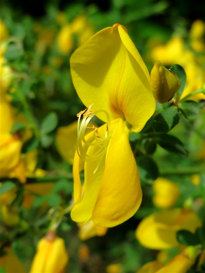 Besenginster (Cytisus scoparius) am Dreieichenbuckel (Naturschutzgebiet Oftersheimer Dünen)