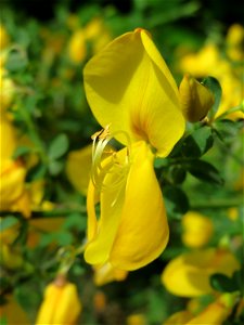 Besenginster (Cytisus scoparius) am Dreieichenbuckel (Naturschutzgebiet Oftersheimer Dünen)