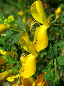 Besenginster (Cytisus scoparius) am Dreieichenbuckel (Naturschutzgebiet Oftersheimer Dünen)