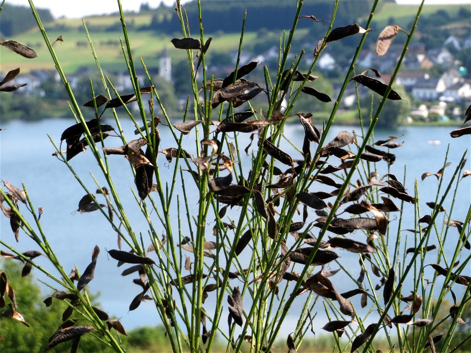 Besenginster (Cytisus scoparius) am Schalkenmehrener Maar