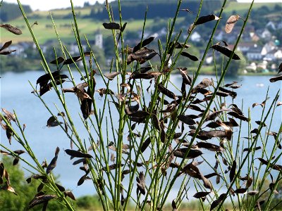 Besenginster (Cytisus scoparius) am Schalkenmehrener Maar
