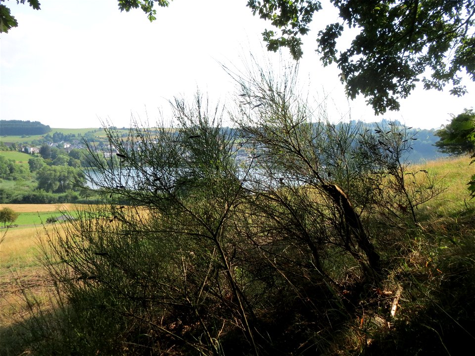 Besenginster (Cytisus scoparius) am Schalkenmehrener Maar
