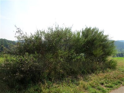 Besenginster (Cytisus scoparius) bei Schalkenmehren