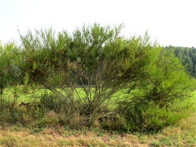 Besenginster (Cytisus scoparius) bei Schalkenmehren