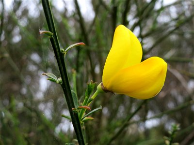 Herbstblüte des Besenginsters (Cytisus scoparius) oberhalb vom Schalkenmehrener Maar