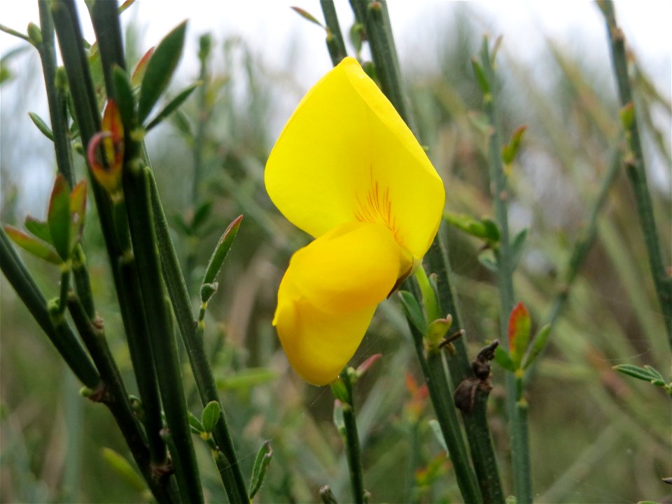 Herbstblüte des Besenginsters (Cytisus scoparius) oberhalb vom Schalkenmehrener Maar