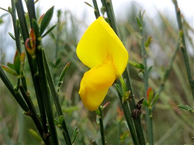 Herbstblüte des Besenginsters (Cytisus scoparius) oberhalb vom Schalkenmehrener Maar