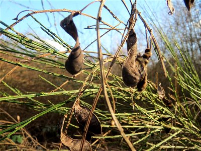 Besenginster (Cytisus scoparius) im Naturschutzgebiet "St. Arnualer Wiesen"