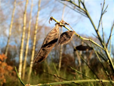 Besenginster (Cytisus scoparius) im Naturschutzgebiet "St. Arnualer Wiesen"