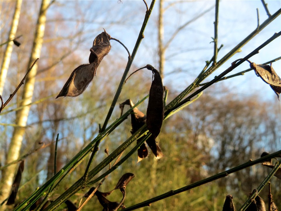 Besenginster (Cytisus scoparius) im Naturschutzgebiet "St. Arnualer Wiesen"