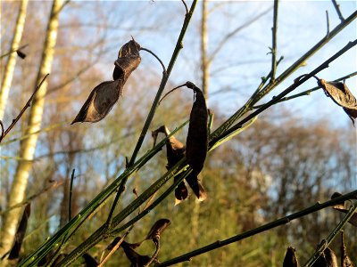 Besenginster (Cytisus scoparius) im Naturschutzgebiet "St. Arnualer Wiesen"
