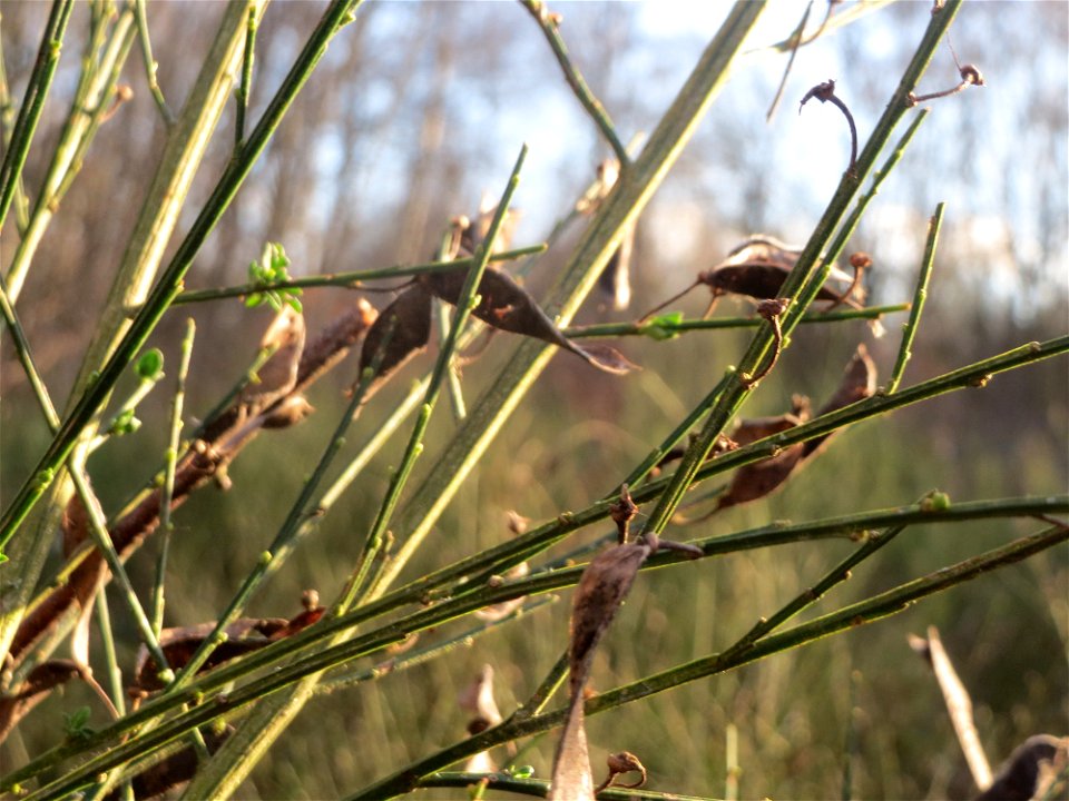 Besenginster (Cytisus scoparius) im Naturschutzgebiet "St. Arnualer Wiesen"