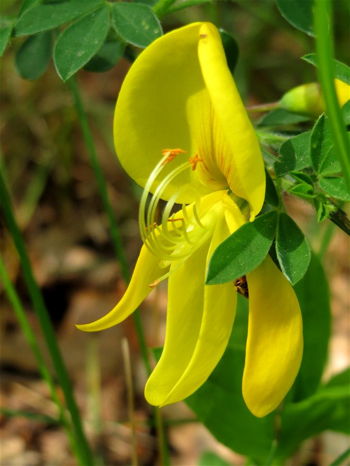 Besenginster (Cytisus scoparius) im Unteren Saubusch (Bannwaldbereich) im Schwetzinger Hardt