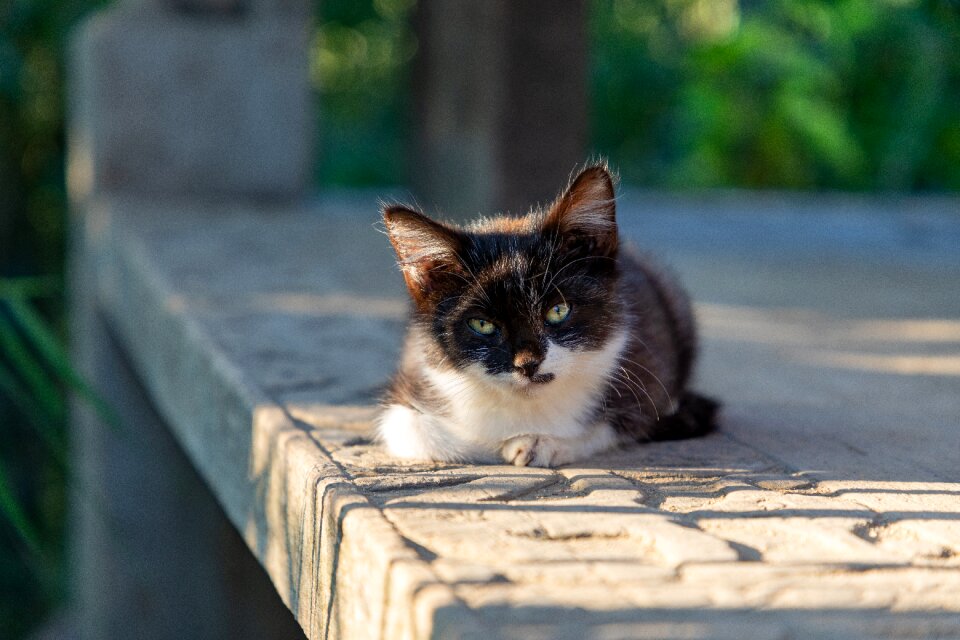 White cute pet