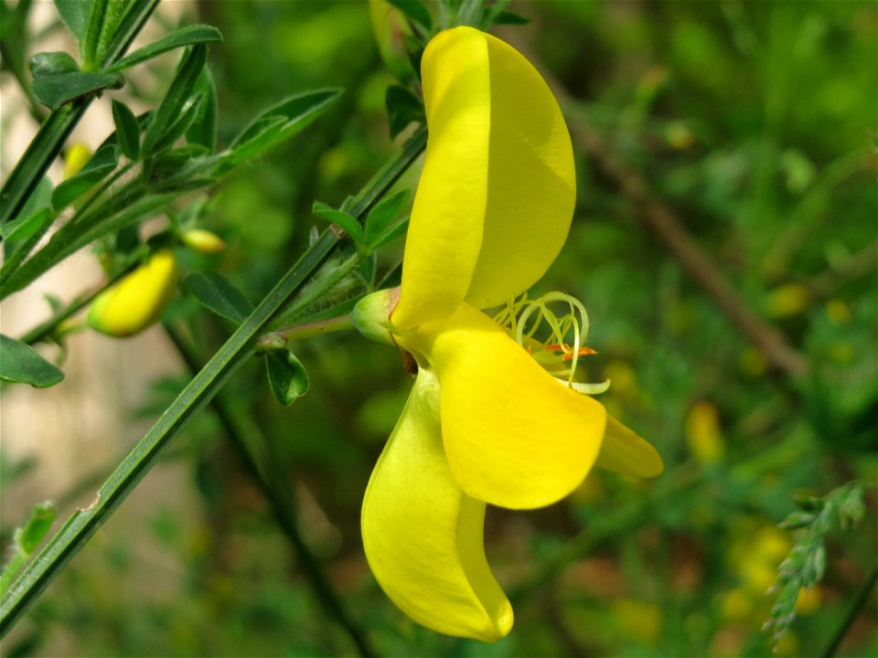 Besenginster (Cytisus scoparius) im Unteren Saubusch (Bannwaldbereich) im Schwetzinger Hardt